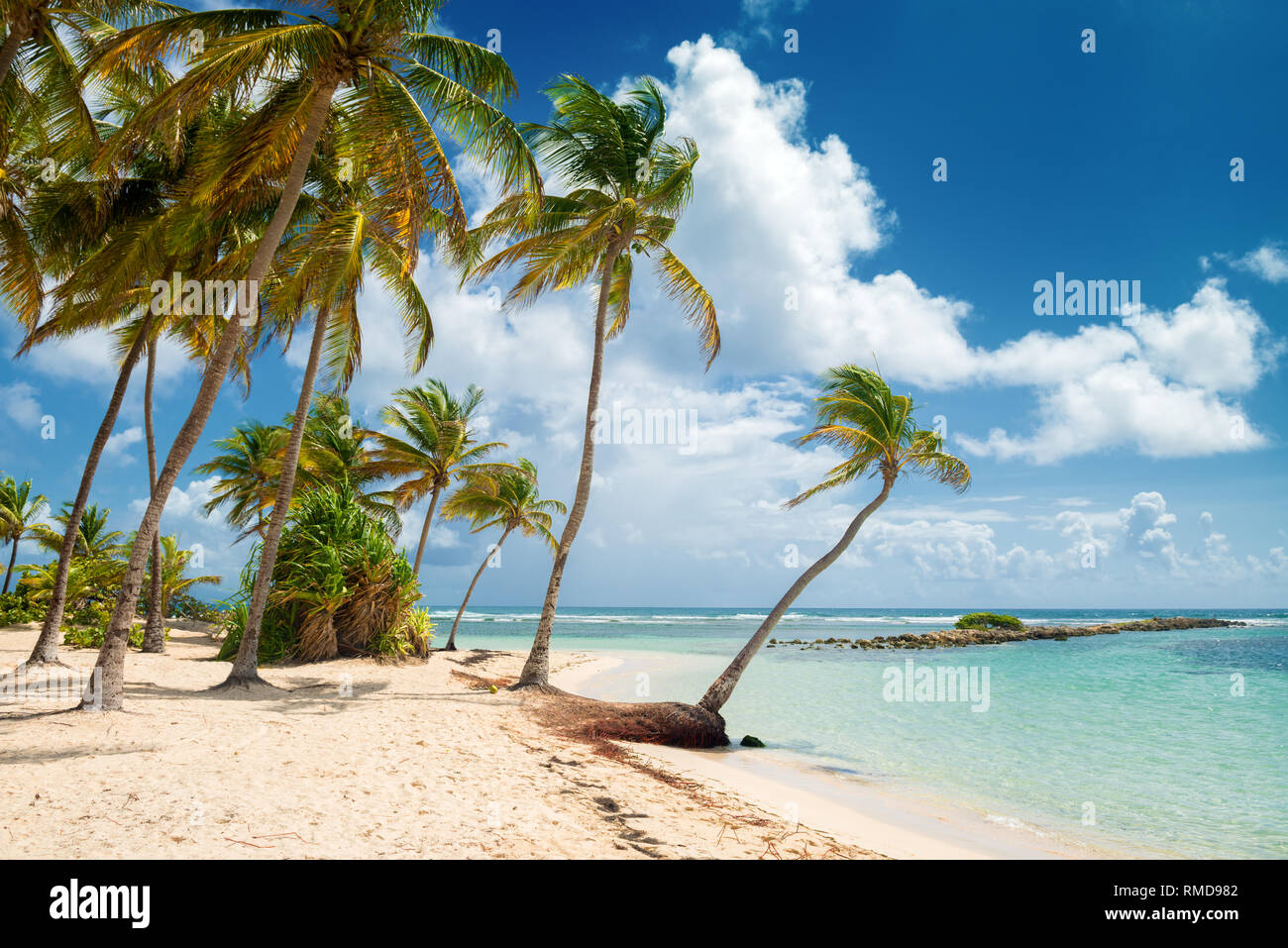 Blue Sky, cocoteros, aguas turquesa y arena dorada, Caravelle beach, Santa Ana, Guadalupe, Antillas Francesas. Foto de stock