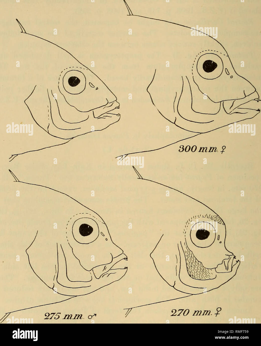 . Anales del Museo de Sudáfrica = Annale van die Suid-Afrikaanse Museum. Historia natural. 652 Anales de el Museo Sudafricano. una marcada muesca frente a las fosas nasales. El hocico no es mucho más corta y la fisura de la boca normal. El otro espécimen, uno de 275 mm. &Lt;£, intermedio entre el mayor y el menor de $. Fig. 4.- 270 mm. f -Pagrus laniarius C. y V. Perfiles de cabeza normal y tres jefes mostrando los sucesivos grados de simocephaly. pug espécimen de hocico. El hocico es claramente acortado y la fisura de la boca es oblicua. Tanto estos especímenes tienen el normal 6 Foto de stock