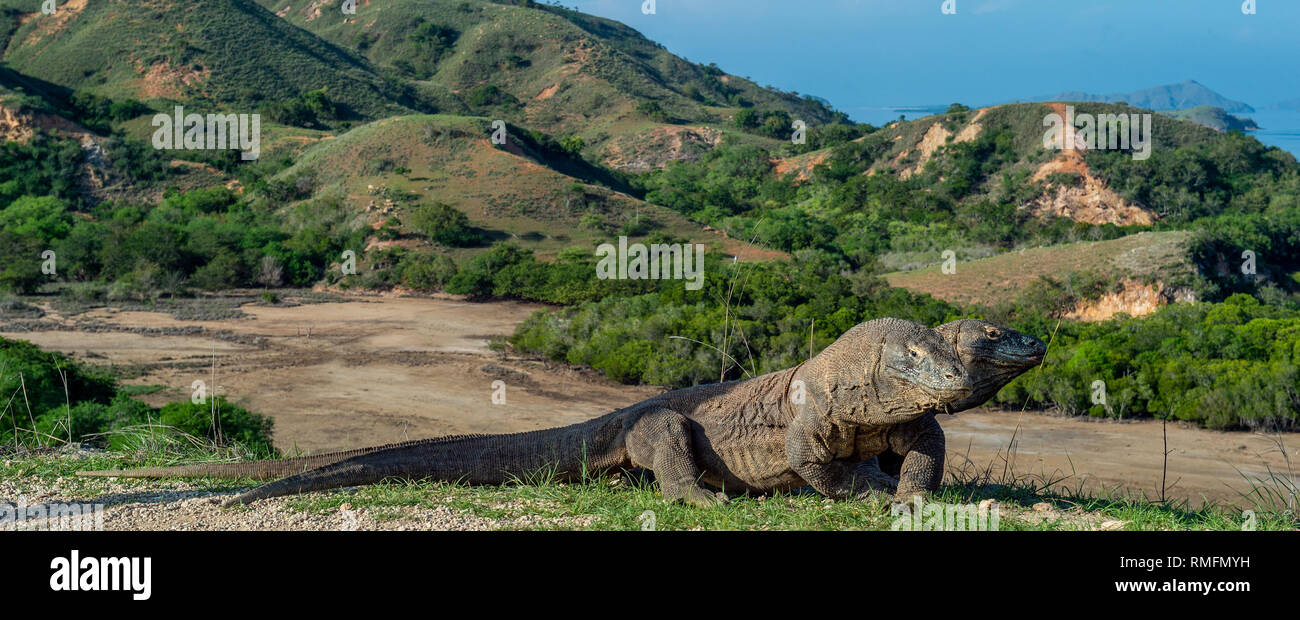 Dragón de dos cabezas. El dragón de Komodo (Varanus komodoensis ) en el