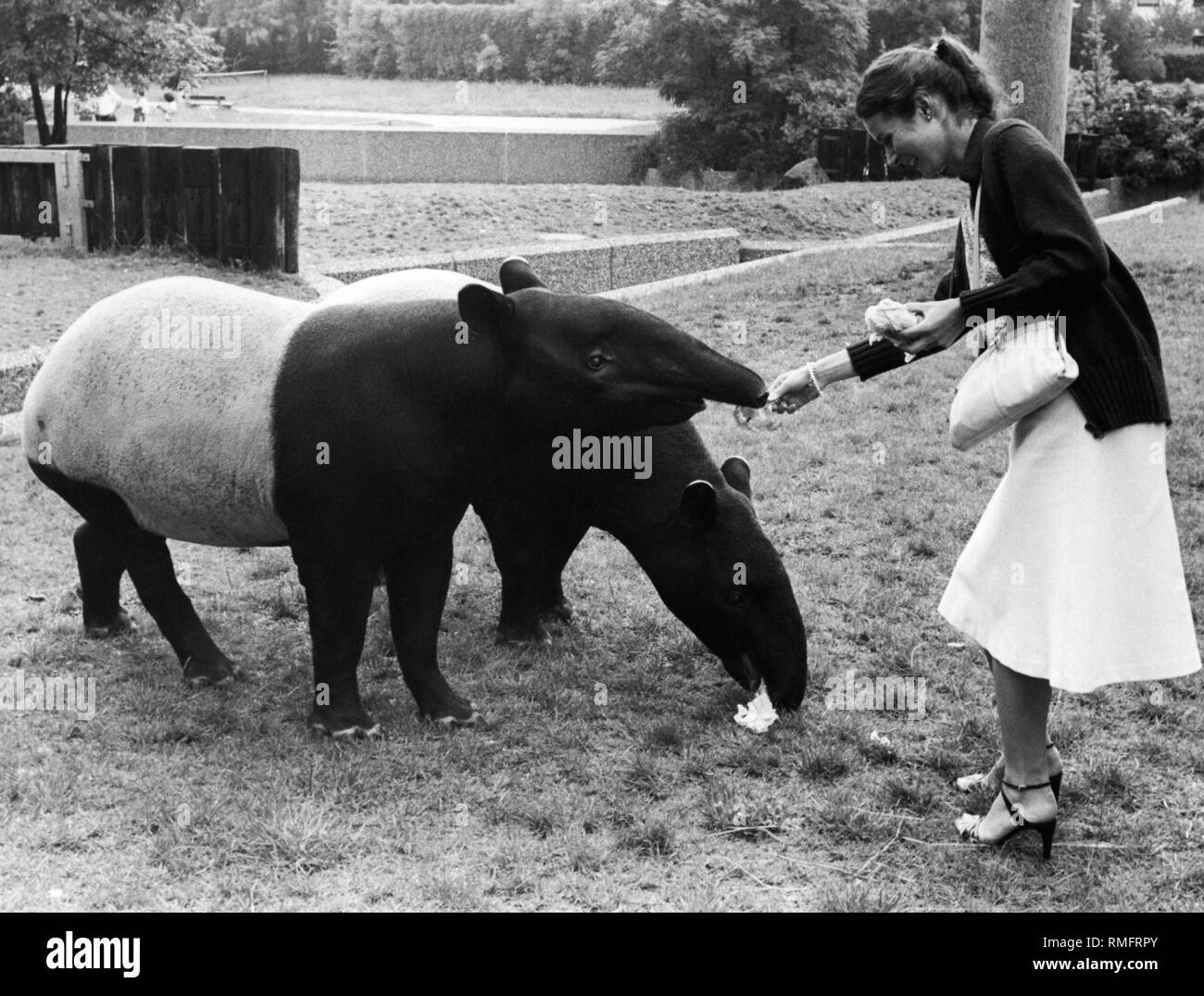 El zoológico Hellabrunn de Munich alberga dos tapires, un macho prestados por el zoológico de Amsterdam y una hembra donados por Rolf Goldschagg (miembro de la Tierpark-Foerderkreis y accionista de la Sueddeutscher Verlag). Aquí, su hija Gisela Goldschagg alimenta las dantas. Foto de stock