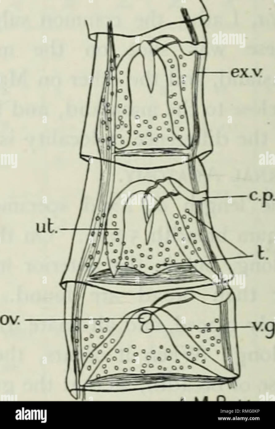 Anales De Medicina Tropical Y Parasitologia Los Parasitos 10 30b De 10 30b Gt I Fig 2 Fig 1 S Cacatuae Scolex X 95 Fig 2 S Cacatuae Los Jovenes Proglottides C P Bolsa Cimis Ex V Buques Excretor Ov Ovario