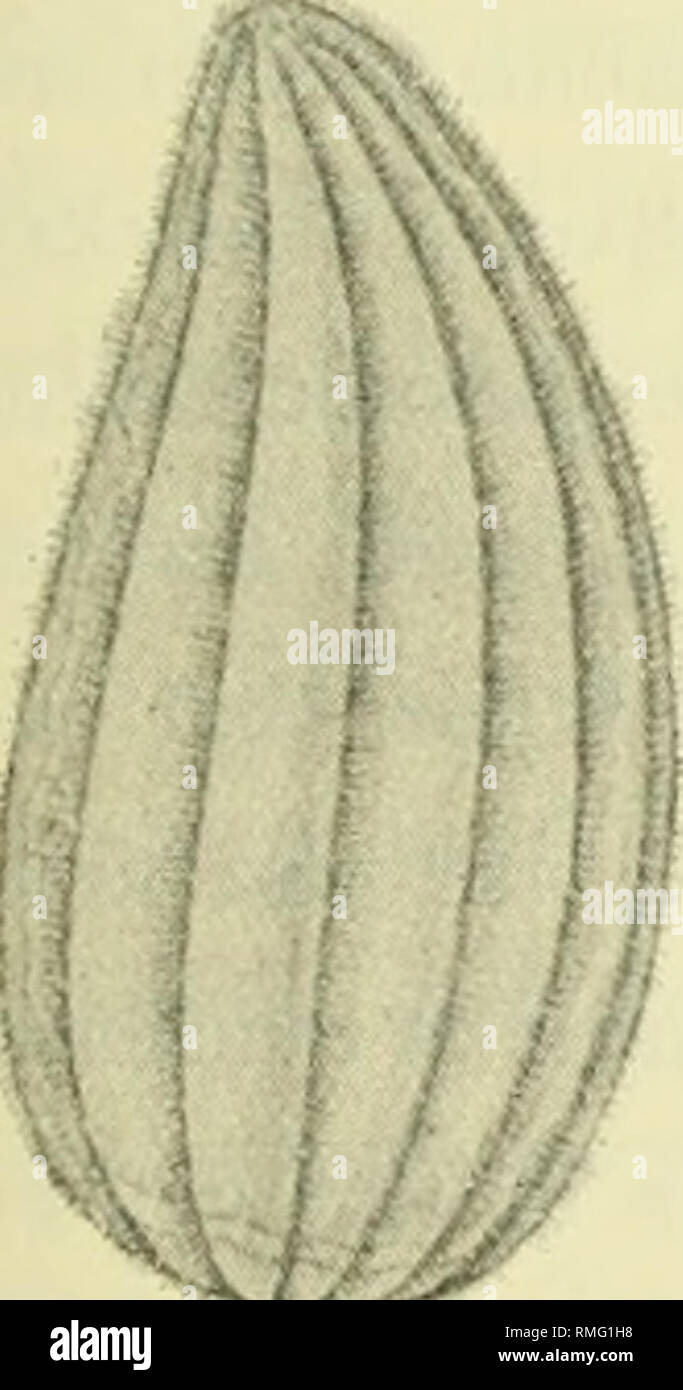 . Annotationes zoologicae japonenses / Nihon hacer?butsugaku ohi?. Un nuevo AstomatOUS ciliado, Metaphrya sagittae, gen. et sp. nov., encontrado en el celoma de Sagitta. Por Iwaji Ikeda, Rigakuhakushi. Durante una estancia corta, en diciembre de 1913, en la Estación Biológica Marina Misaki, Dr. Yatsu amablemente me ha llamado la atención a un espécimen vivo de Sagitta, que contenía algunas grandes ciliados en el cuerpo- de la cavidad. Después de un exhaustivo examen bajo el microscopio, estos fueron ascer- sostenido a representar una nueva forma de holotrichous mouthless una notable caracterización. Propongo llamarlo Metaphrya sagittac, gen. &A Foto de stock