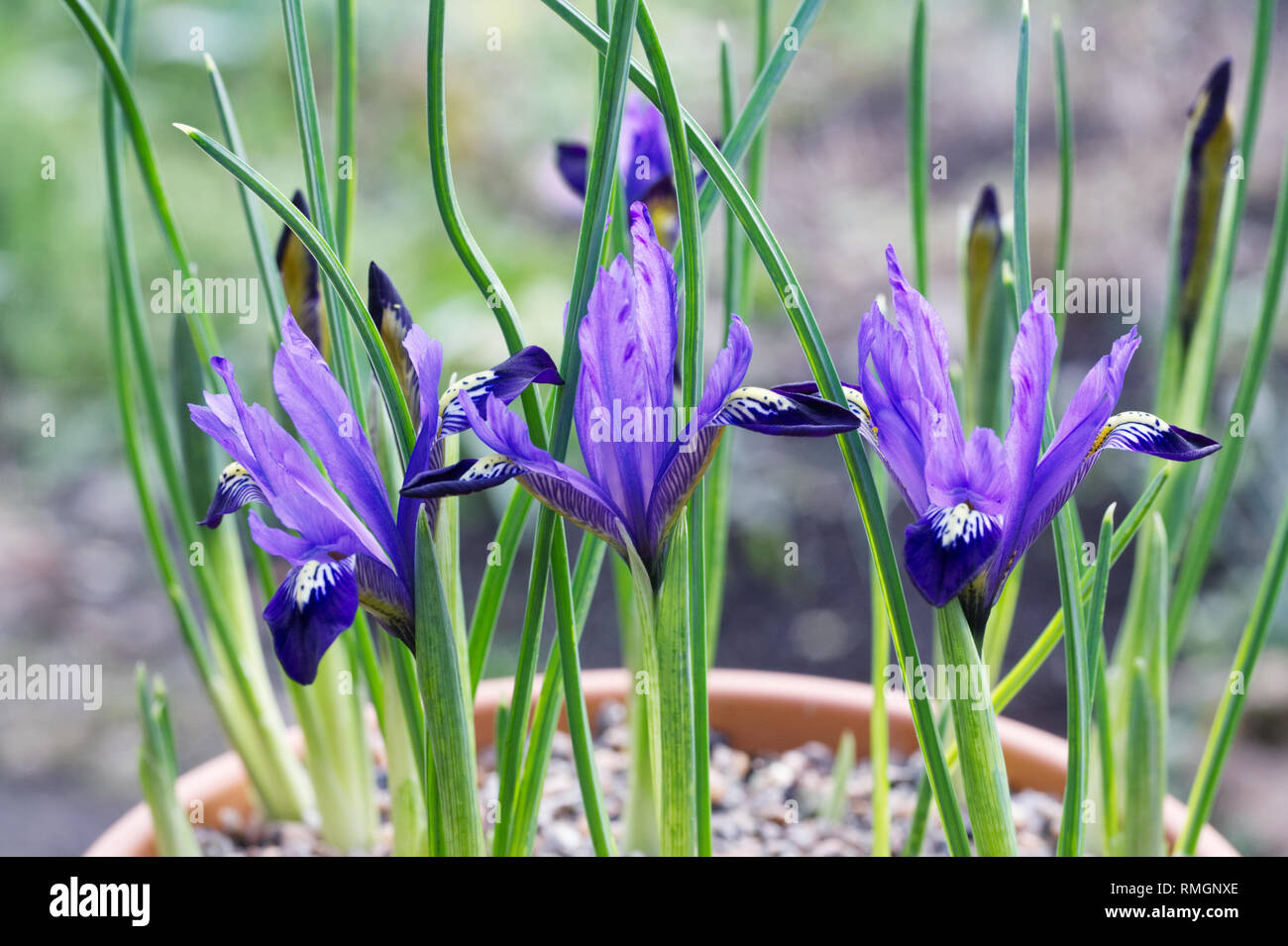Iris reticulata 'Fabiola' flores que crecen en una olla de terracota. Foto de stock