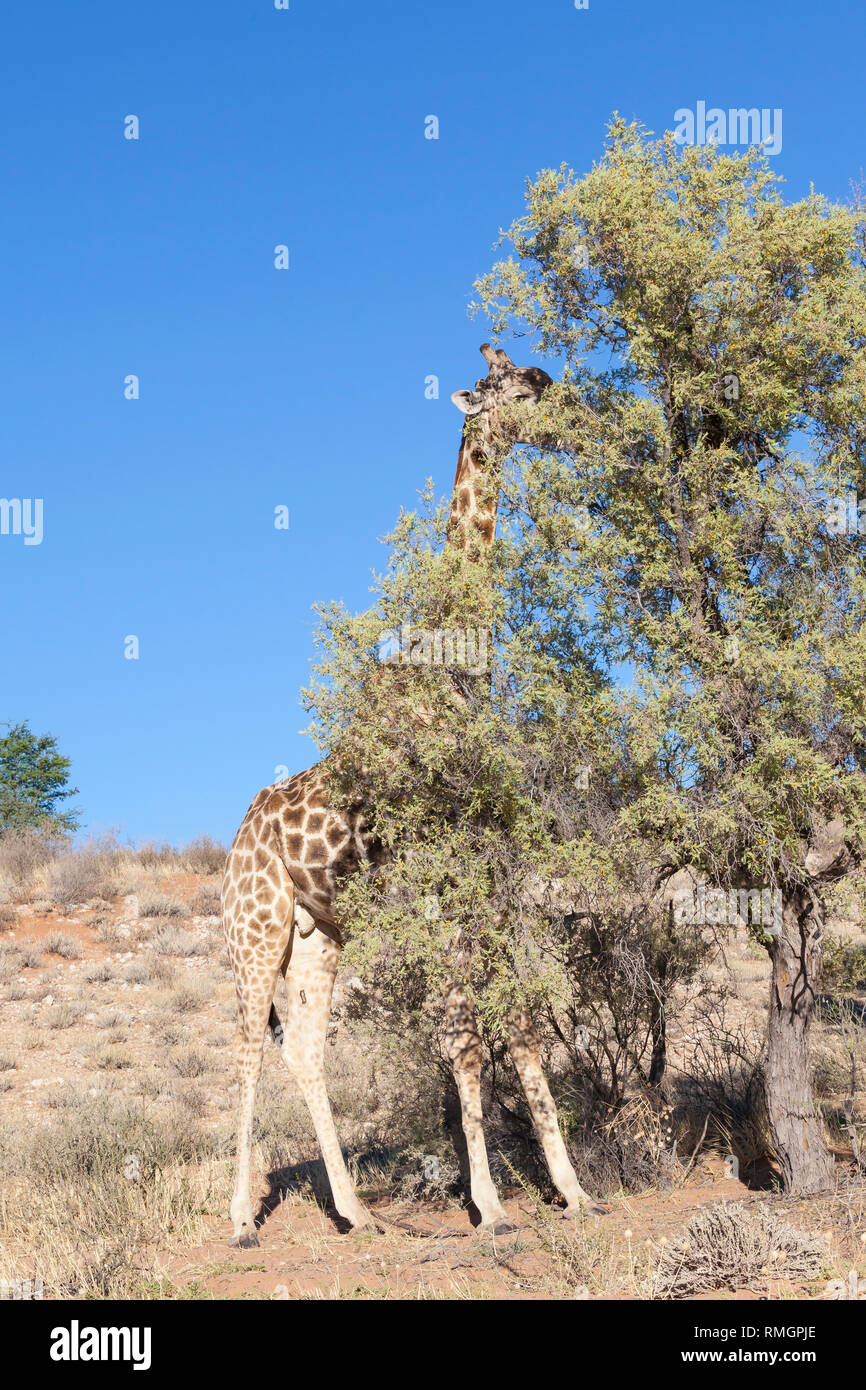 Macho, jirafa Giraffa camelopardalis, navegando en un árbol de acacia en el cauce seco del río Auob, el Parque Transfronterizo Kgalagadi, Northern Cape, S Foto de stock