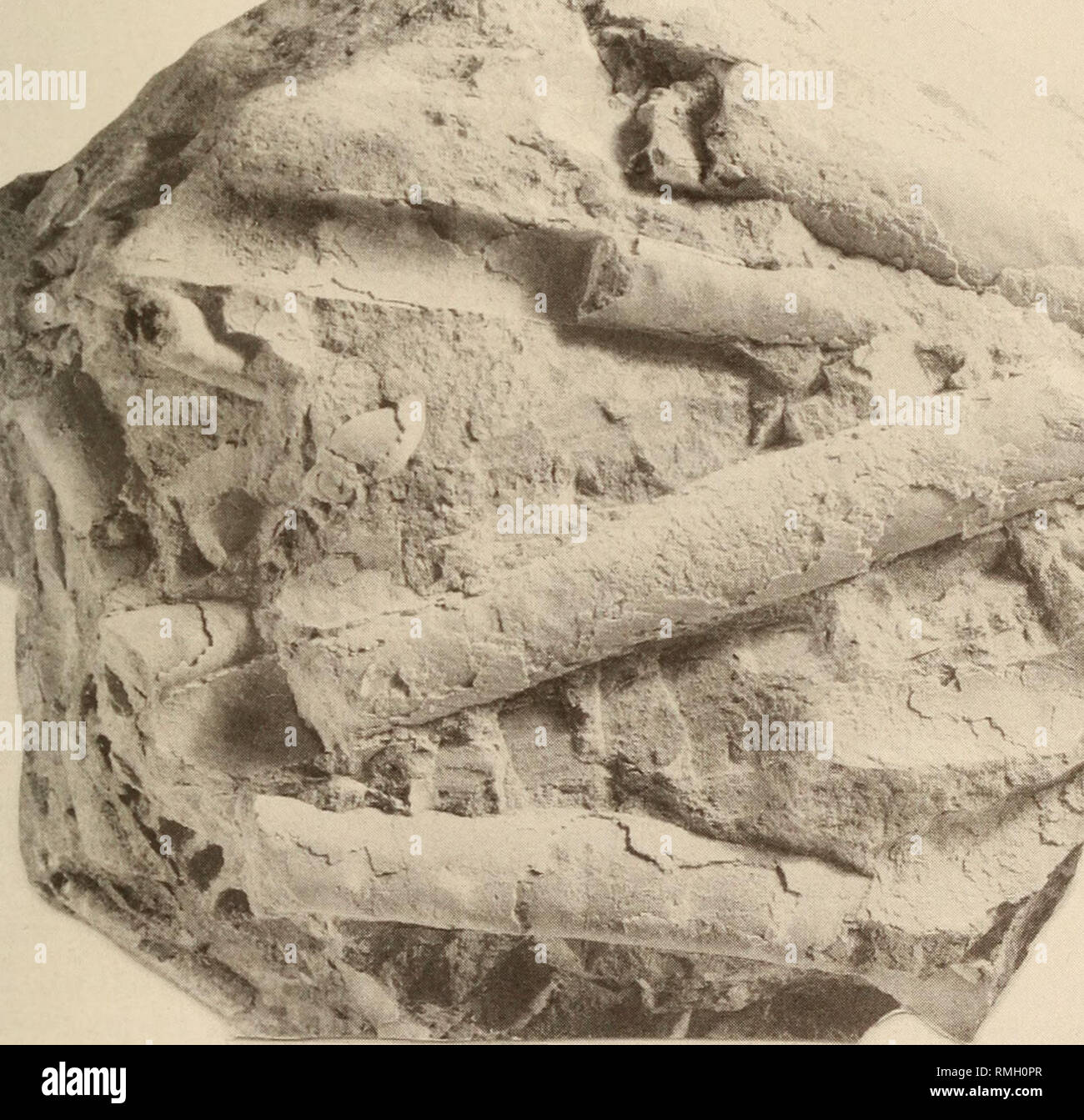 . Anales del Museo de Sudáfrica = Annale van die SuidAfrikaanse Museum