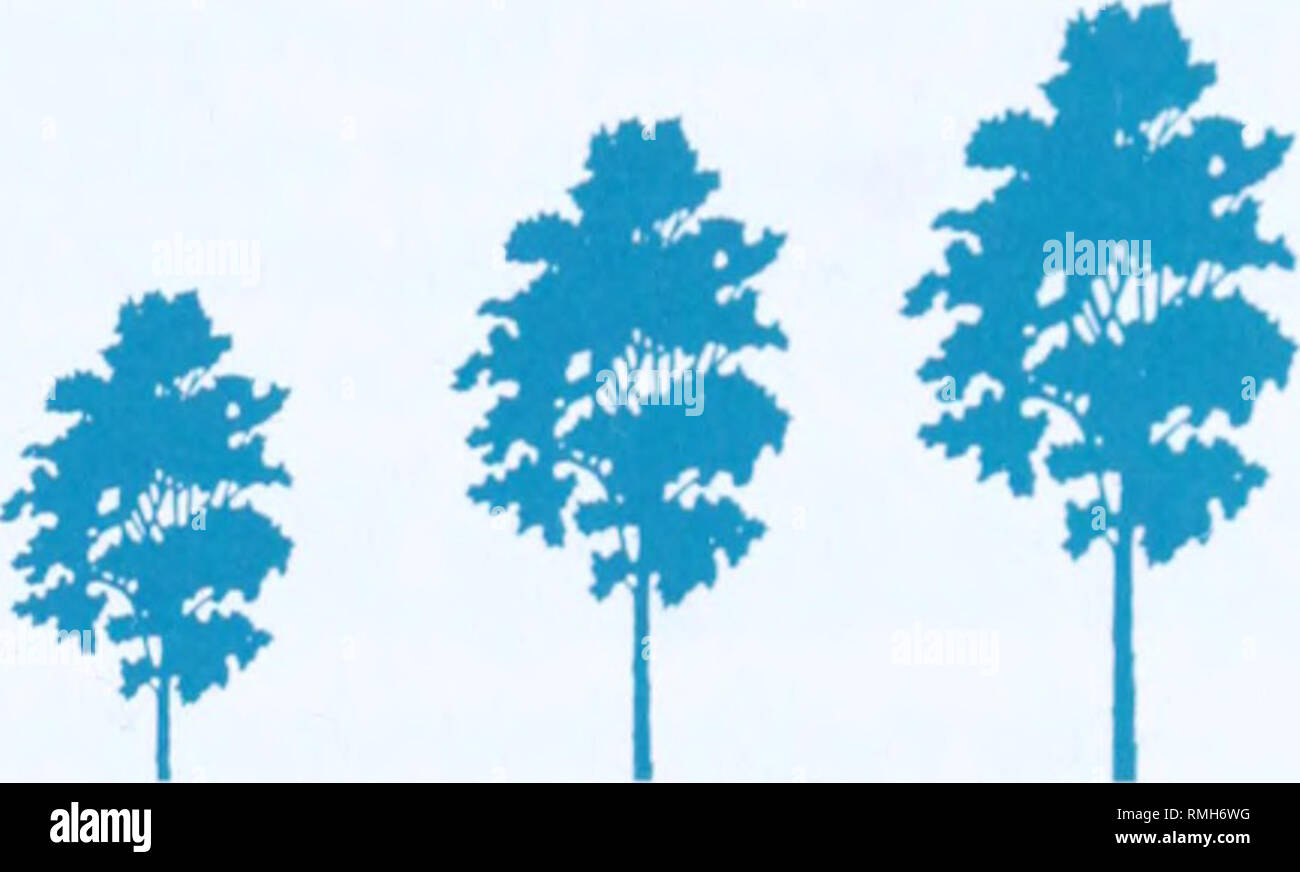 Tipos de semillas de árboles fotografías e imágenes de alta resolución -  Alamy