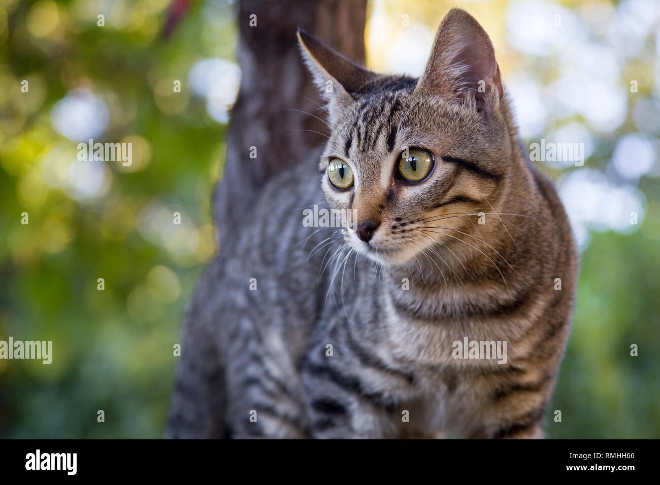 Seccionados gatito trepa a un árbol en el jardín Foto de stock
