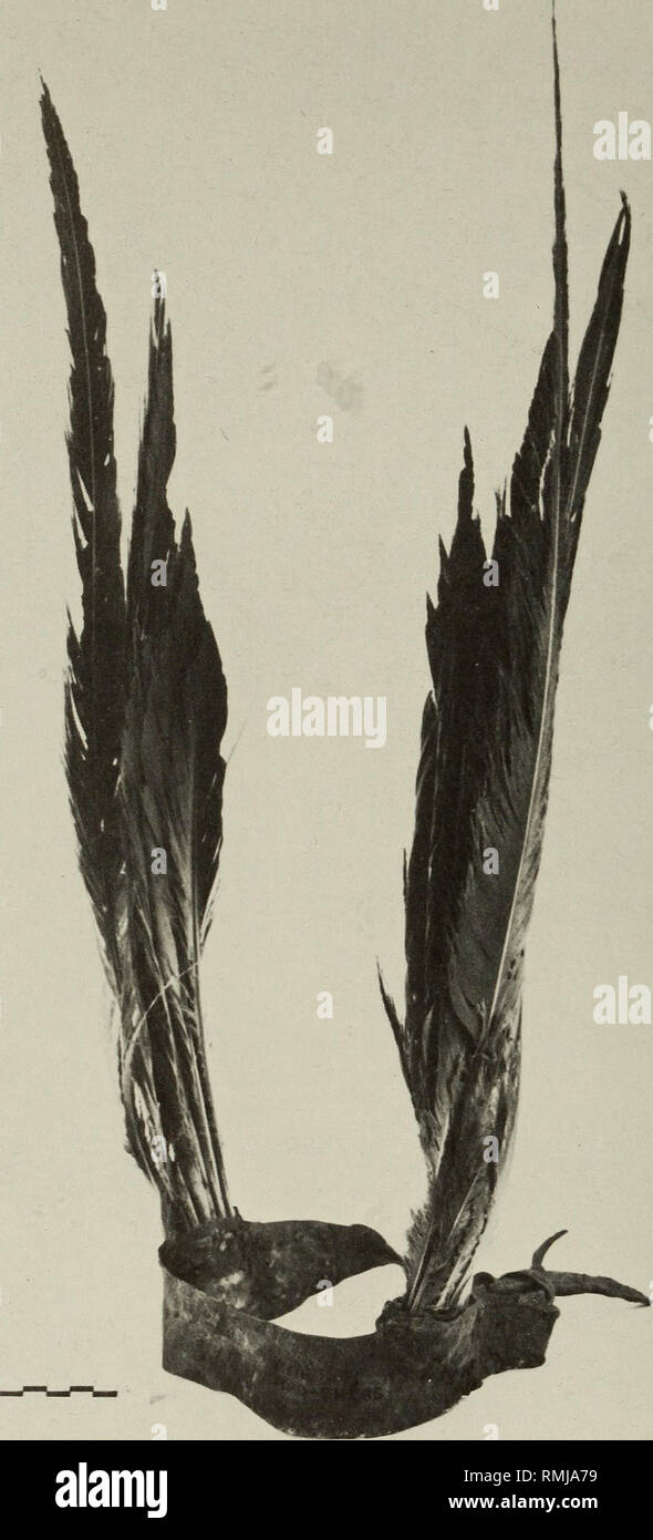 Anales del Museo de Sudáfrica = Annale van die Suid-Afrikaanse Museum.  Historia natural. 590 ANALES DEL MUSEO DE SUDÁFRICA. Fig. 20. Cabeza de ala  grúa-vestido, indwe, Xhosa, 1827 (Pitt Rivers Museum,