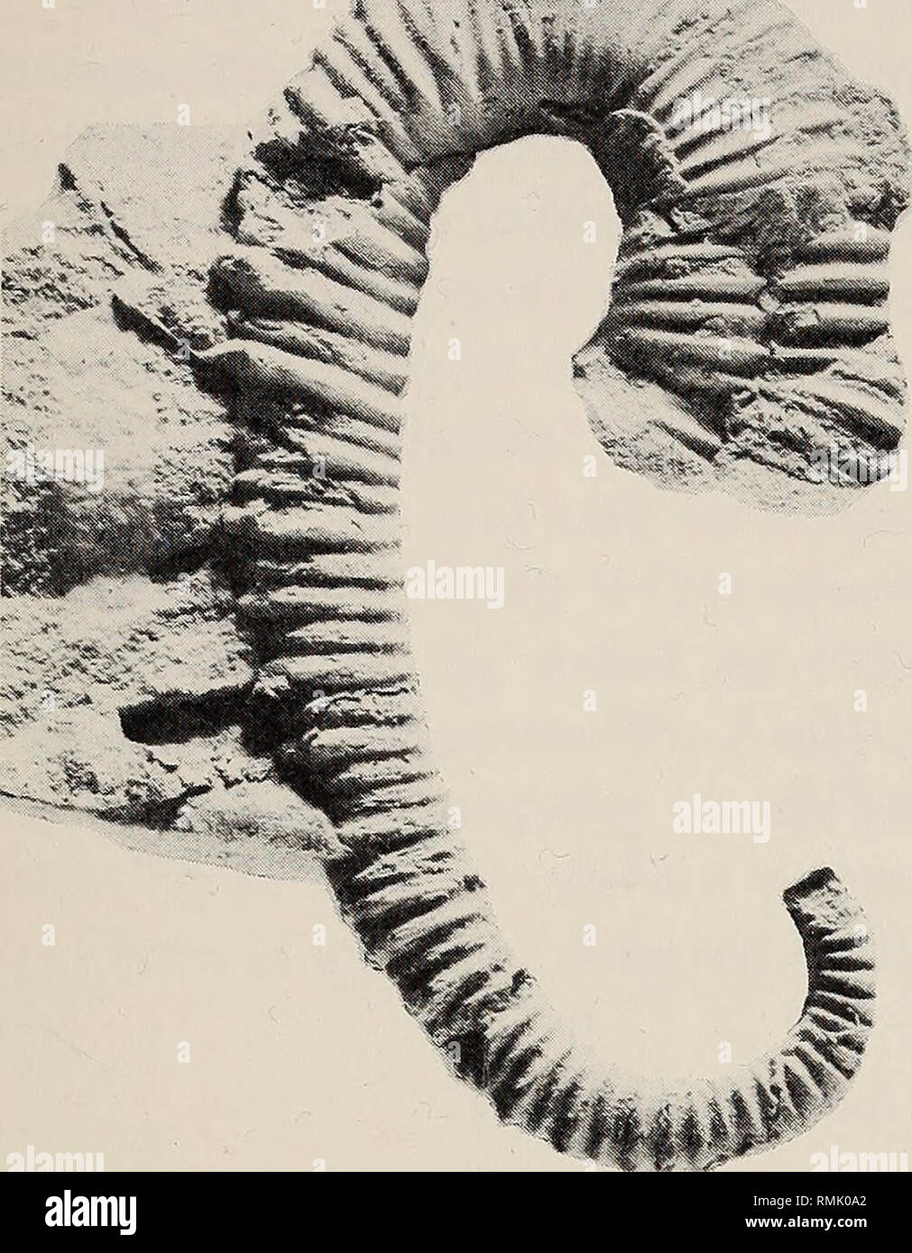 . Anales del Museo de Sudáfrica = Annale van die SuidAfrikaanse Museum