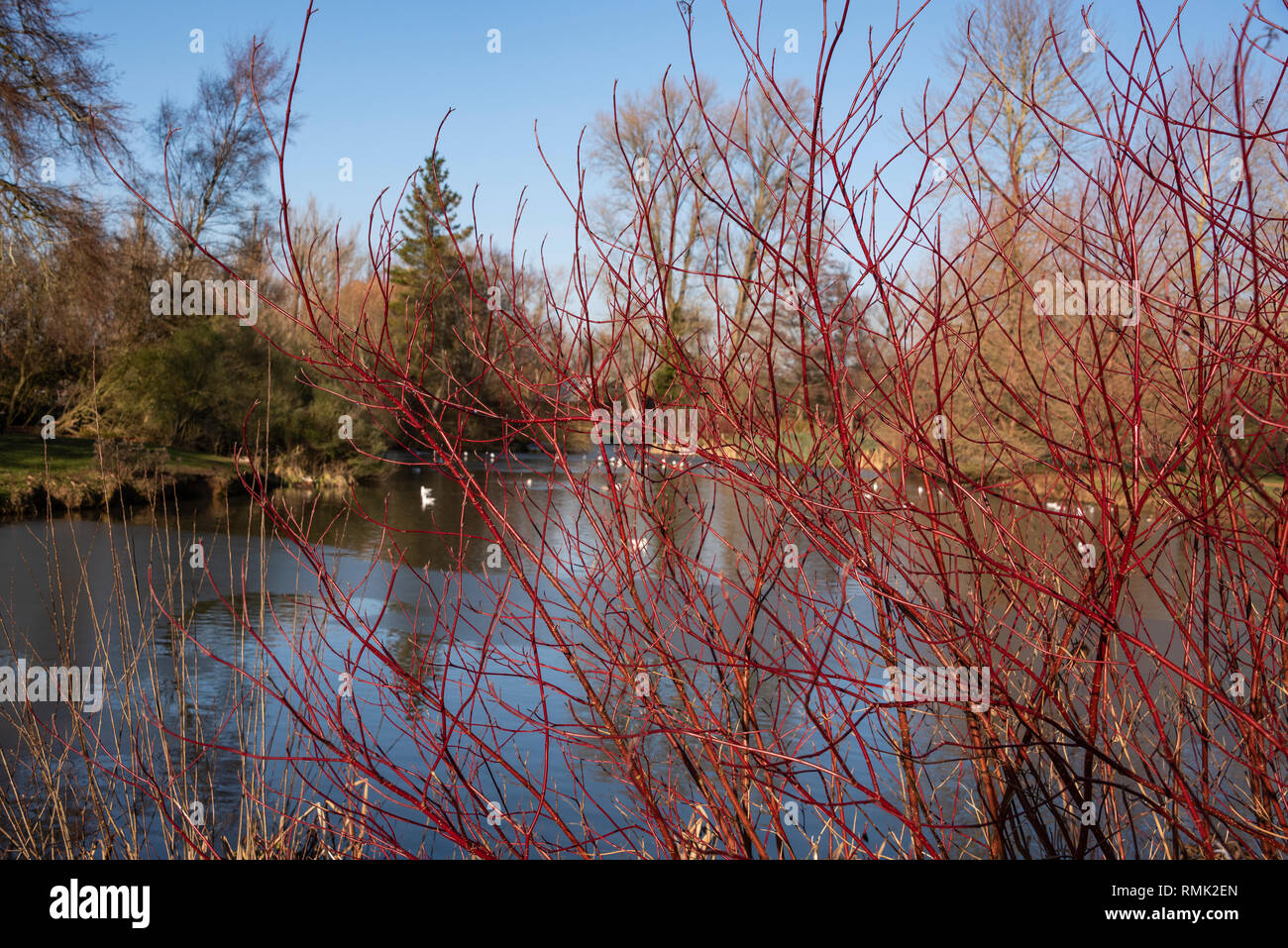 Cox's Pond, de la Universidad de Oxford Parques en invierno Foto de stock