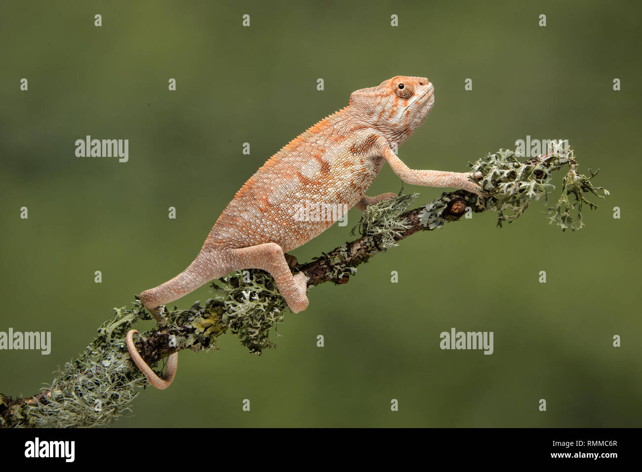 Un camaleón escalando un liquen cubiertos rama con su cola envuelta alrededor contra un fondo verde dolor Foto de stock