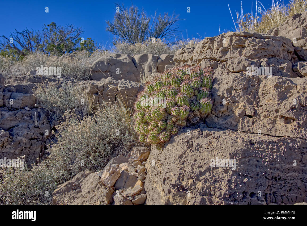 Echinocereus Coccineus cactus crecen en fisuras de roca en Sullivan Butte, Chino Valley, Arizona, Estados Unidos Foto de stock