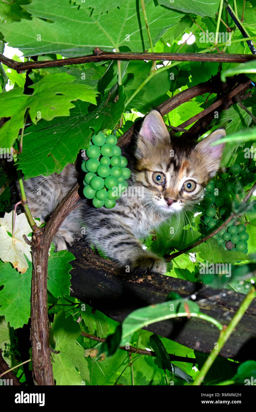 Gris con rayas atigrado gatito mostrando asombro mientras que la escalada en una vid bajo el dosel verde Foto de stock