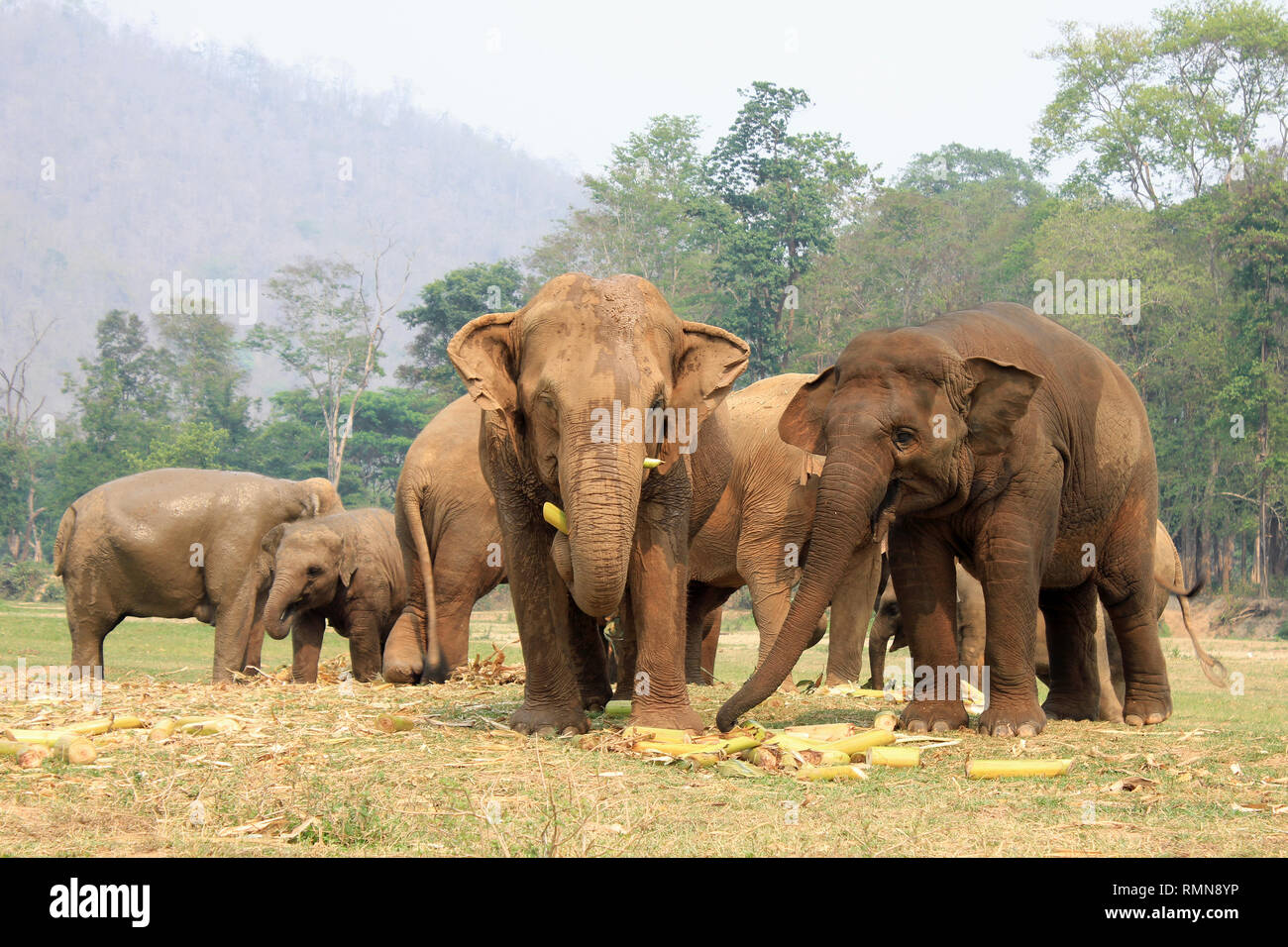 Los elefantes asiáticos alimentándose en Elephant Nature Park, Chiang Mai, Tailandia Foto de stock