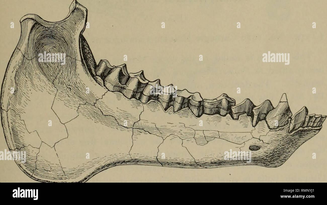 . Anales del Museo Carnegie. Carnegie Carnegie Museum; el Museo de Historia Natural; historia natural. Fig. 2. Vista lateral de las mandíbulas superiores e inferiores de Mesoreodon megalodon. nat. tamaño. Tipo. Nº 1325. Fig. 3. Vista externa de la mandíbula izquierda de Mesoreodon megalodon. nat. tamaño. Paratype, nº 1323. podrán indicarse diciendo que en la actualidad los especímenes los dientes son relativamente más pesados, los molares tienen un diámetro ligeramente mayor anteroposterior, la dentición está más concurrido ; el occipucio probablemente *Am. Nat, vol. XXVII., pág. 661 (1893) ; Trans. Amer. Philos. La sociedad, vol. XXVIII., pp. 125-145(1 Foto de stock