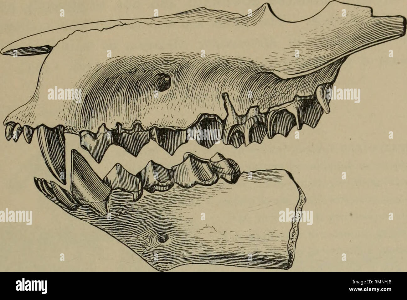 . Anales del Museo Carnegie. Carnegie Carnegie Museum; el Museo de Historia Natural; historia natural. Peterson: Mioceno camas de Nebraska y Wyomin< 25 de las principales diferencias entre Mesoreodon chelonyx, la más conocida de las especies descritas por el Profesor Scott,5 y Mesoreodon megalodon. Fig. 2. Vista lateral de las mandíbulas superiores e inferiores de Mesoreodon megalodon. nat. tamaño. Tipo. Nº 1325. Por favor tenga en cuenta que estas imágenes son extraídas de la página escaneada imágenes que podrían haber sido mejoradas digitalmente para mejorar la legibilidad, la coloración y el aspecto de estas ilustraciones pueden no parecerse perfectamente a los orígenes Foto de stock