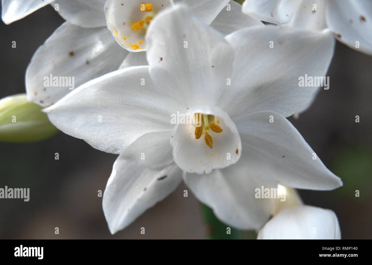 Narcissus papyraceus Foto de stock