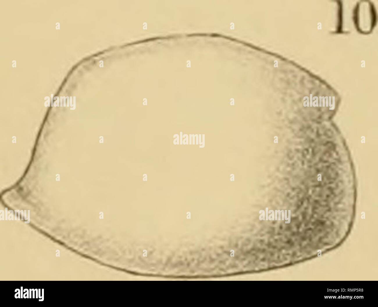 . La revista Anales y de historia natural, zoología, botánica y geología. Historia natural, zoología, botánica, geología. .Xfl^^T;;?^^. 13. 14-. Por favor tenga en cuenta que estas imágenes son extraídas de la página escaneada imágenes que podrían haber sido mejoradas digitalmente para mejorar la legibilidad, la coloración y el aspecto de estas ilustraciones pueden no parecerse perfectamente a la obra original. Londres, Taylor and Francis, Ltd Foto de stock