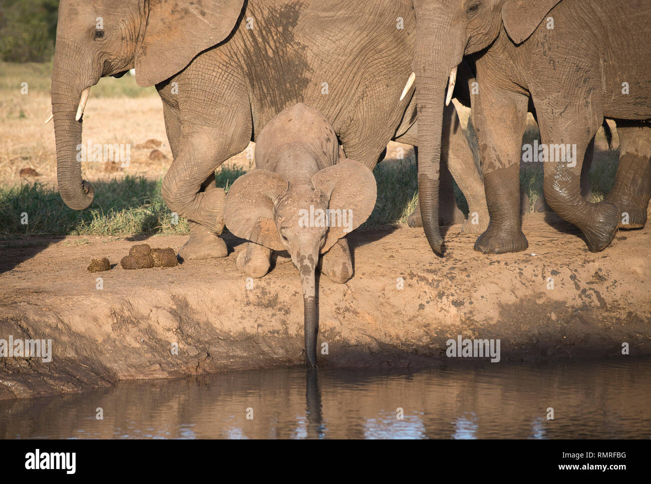 Elefante africano (Loxodonta africana) ternero intenta beber al orificio de agua. Foto de stock