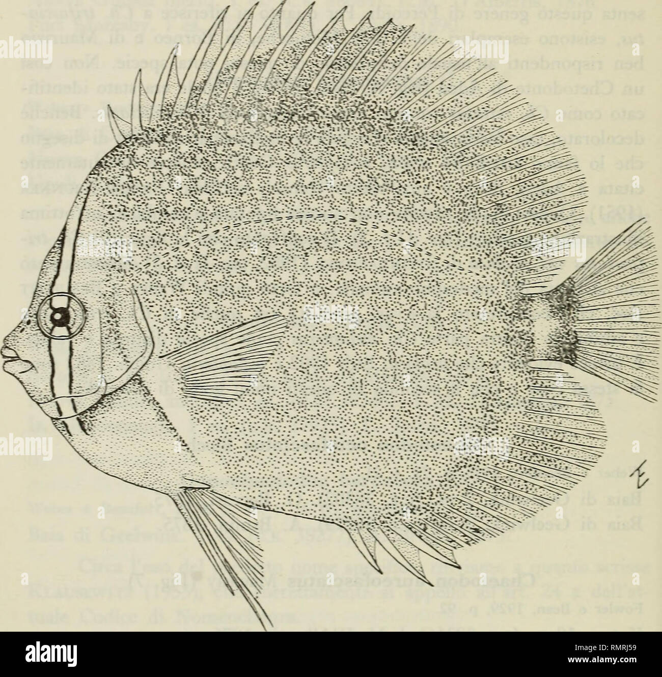 Annali Del Museo Civico Di Storia Naturale Giacomo Doria Historia Natural 56 E Tortoxese Pettorali Uguali