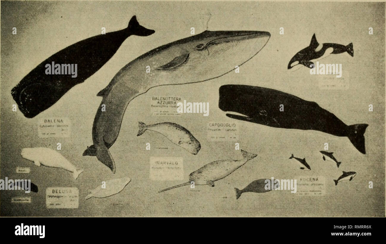 . Annali del Museo civico di storia naturale Giacomo Doria. Historia natural. 1954-56 Attività XV specie di determinati gruppi (Orsi, Canidi, Felidi, Artiodattili, ecc.), acondicionado particolare disponendoli evidenza. Anu vetrina è occupata da pre- parati en alcool relativi allo Sviluppo degli animali, anu da preparati anatomici varii e anu da modelli di Anatomia umana. Tale materiale, che risulta ora molto meglio visibile, era prima situato en debida vetrine della sala adiacente. En quest'ultima, Dove sono i pochi tolti is e Vecchi. Fig. 3 - Vetrina murale acondicionado Cetacei riprodotti da sagome di legno en la SCA Foto de stock
