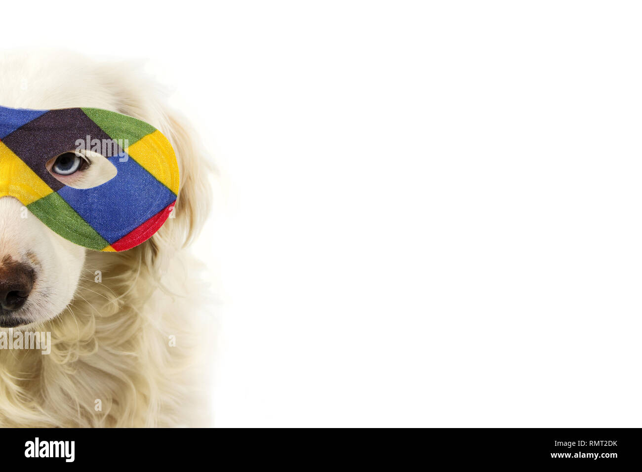 Retrato perro arlequín la máscara de carnaval. Gracioso cachorro de raza mixta luciendo un colorido EYEMASK. Foto de estudio aislado sobre fondo blanco. Foto de stock
