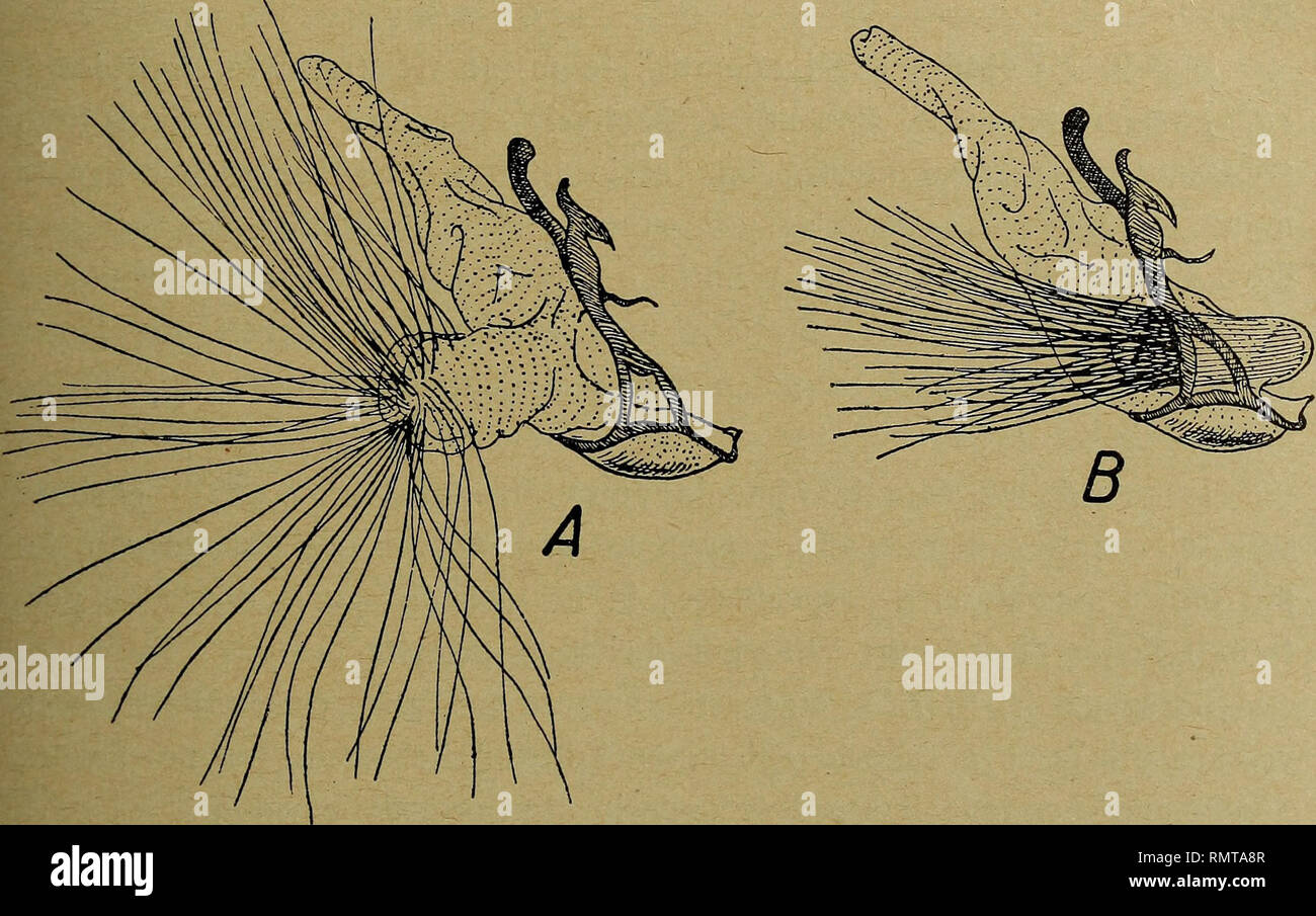 . Annali del Museo civico di storia naturale Giacomo Doria. Historia natural. 27 Un sacco secondano HYPOTACHA estroflettibile : questo sacco porta sulla • sua som- grosso pennello mità onu di setole compatte, l'intera quanto lunghe valva e più: quando esso è è diretto estroflesso perpendicolarmente al sacco principale; quando è introflesso viene ad occupare interamente la base della valva sino al suo orifìzio posteriore nel quale si adagia e com- bacia perfettamente. En questa posizione le setole fuoriescono dal meato della introflessione e formano onu rigido pennello e riunito che nasconde parzi Foto de stock