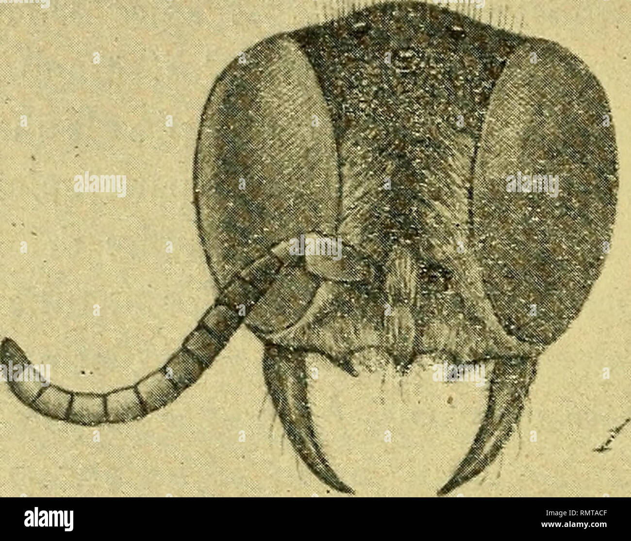 . Annali del Museo civico di storia naturale Giacomo Doria. Historia natural. 260 D. GUIGLIA vano strie più o meno regolari, fra l'anu e 1' altra la superficie presenta punti fini, di dimensioni diversa e più o meno sensibilmente impressi. L', regolarmente addome è sublucido punteggiato, i punti sui ter- giti vanno gradatamente diventando più piccoli, meno impressi ed onu poco più densi passando dai un quelli apicali segmenti basali. Le lomo laterali sono robuste e bene sviluppate. El pulmón. 5 mm. 5 ignota. Por favor tenga en cuenta que estas imágenes son extraídas de la página escaneada imágenes que pueden haber sido digi. Foto de stock