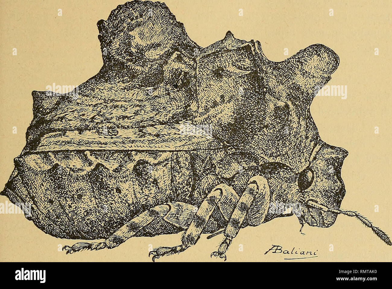 . Annali del Museo civico di storia naturale Giacomo Doria. Historia natural. HEMIPTERA 299 GRAPHOSOMINAE Brachycerocoris Patri zi i n. sp. Corpo tozzo, fortemente convesso, tuberculato, largamente ovoide. Fortemente convesso Capo, declive, cuasi perpendicolare, lungo, subcilin- drico, troncato en avanti, con tre tubercoli onu sul discoteca, grande trian- golare molto sporgente, debido poco più sotto su ogni lato della el base del tilo arrotondati e molto meno sporgenti, tilo libero, ocelos circa il- DOP. Fig. Ili - Brachycerocoris Patrizii n. sp. pio distanti fra loro che la distanza dal loro dagli occhi. R Foto de stock