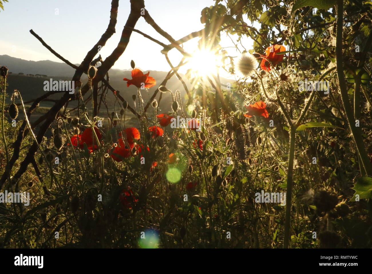 Blühende Pflanzen Mohn im Frühjahr im Hintergrund Äste und tiefstehende Sonne Foto de stock