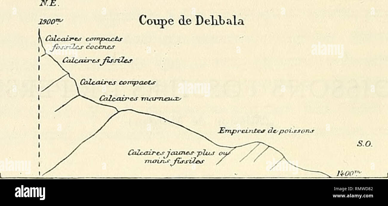 . Los Annales d'histoire naturelle. Los vertebrados, fósil; Insectos. POISSONS FOSSILES DE PERSE Ces calcaires se continuent Plus haut sans fossiles, sont plus calcaires surmontés de com- pactos, et enfin de calcaires gris compacta, renfermant des traces de fossiles mal caractérisés, échi- nides, brachiopodes et lamellibranches. Delibala Covçe ie. FiG. I. Si de Husseinabad en se dirige au Nord, par la route du " dite Vali ", en el passe le faite au col de Khianan à 2 300 mètres, et à la descente en retrouve la Série des terrains de l'Eocène au Sénonien (fig. 2). Coupe de Khianan. Por favor tenga en cuenta que estas im Foto de stock
