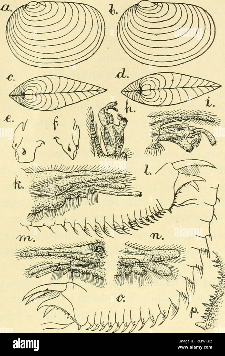 . Los Annales des Sciences Naturelles. Zoología; Biología. PHYLLOPODES CONCIIOSTRACES 287 3, 3, 5, 7, 1, 3, 3, 5, 5, 5, 5, o 5, 1, 3, 3, 3, 5, 5, o 7, 7 ; vel I, 3, 3,5, 5, 5, 5, 7, 7, ONU mediali ceteris lateralibiis vali- diore; segmenta 9 vel 10 antecedentia setis en série antrorsum. Fig. 64. - Papá inlermedius Cyzicus.n. sp.-una concha a latere, Ç, 1 : 3 cf:6, concha a latere, 1 : 3: c, 9 concha supra visae, 1:3; d 'J conchao supra visac, 1:3; e. un caput" un latei-e 1 : o: /" 9, caput un latere, 1:5: G, D* pars apicalls pedum primi París, 1 : 10: /i, 1, <3 pars apiealis pedum 2-di p Foto de stock