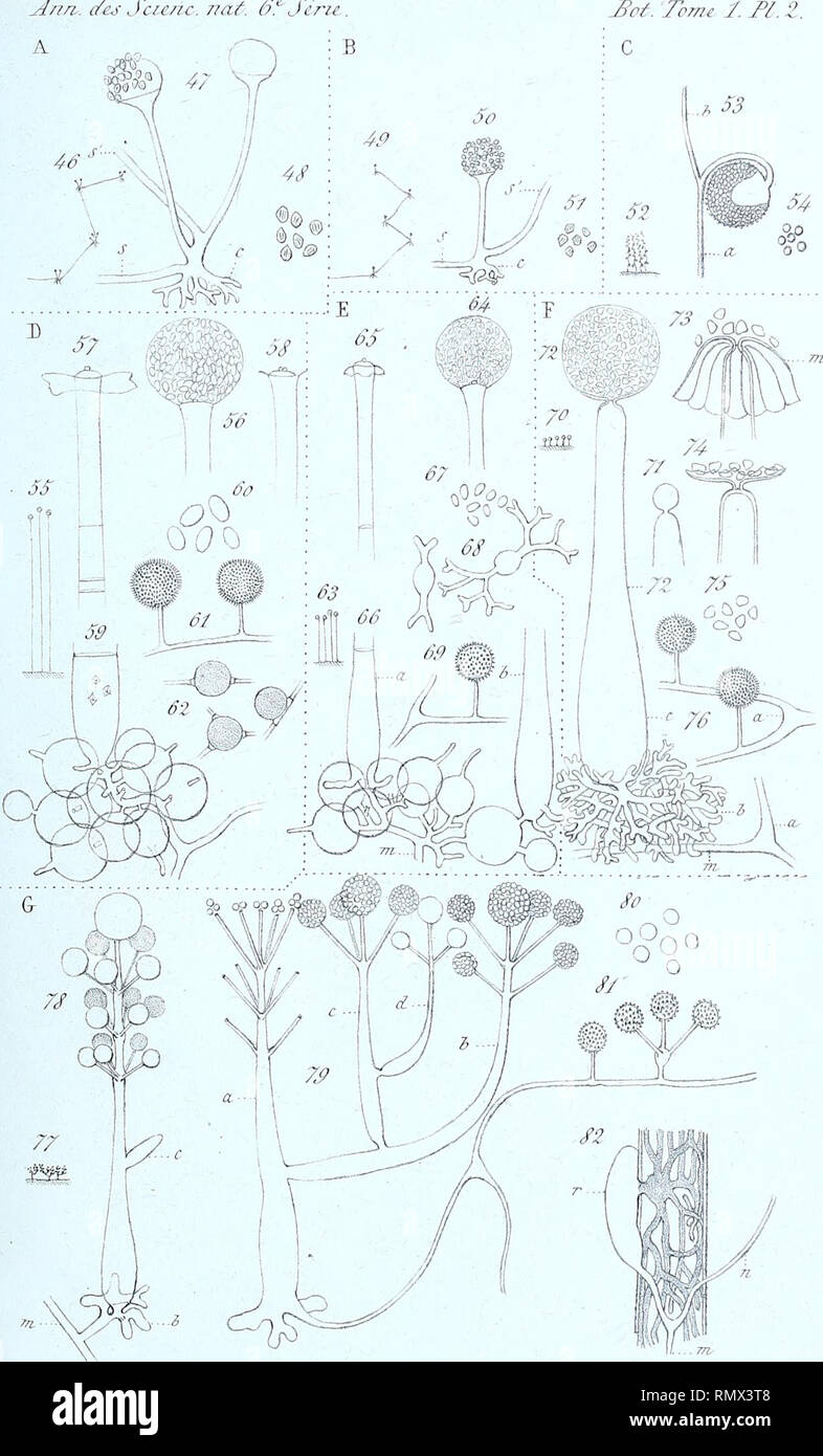 Los Annales Des Sciences Naturelles Botaniques Dnri Des Sciejic 77 Iu Of Slru W Tome 1 Fi J A Voit 2iy Um A 1 J Ntp Uyute 2 T Liu ai C V A F Iizopiw Microsporuoe B Fa Rninimus C Circuulla Simpfac D Morticre Za