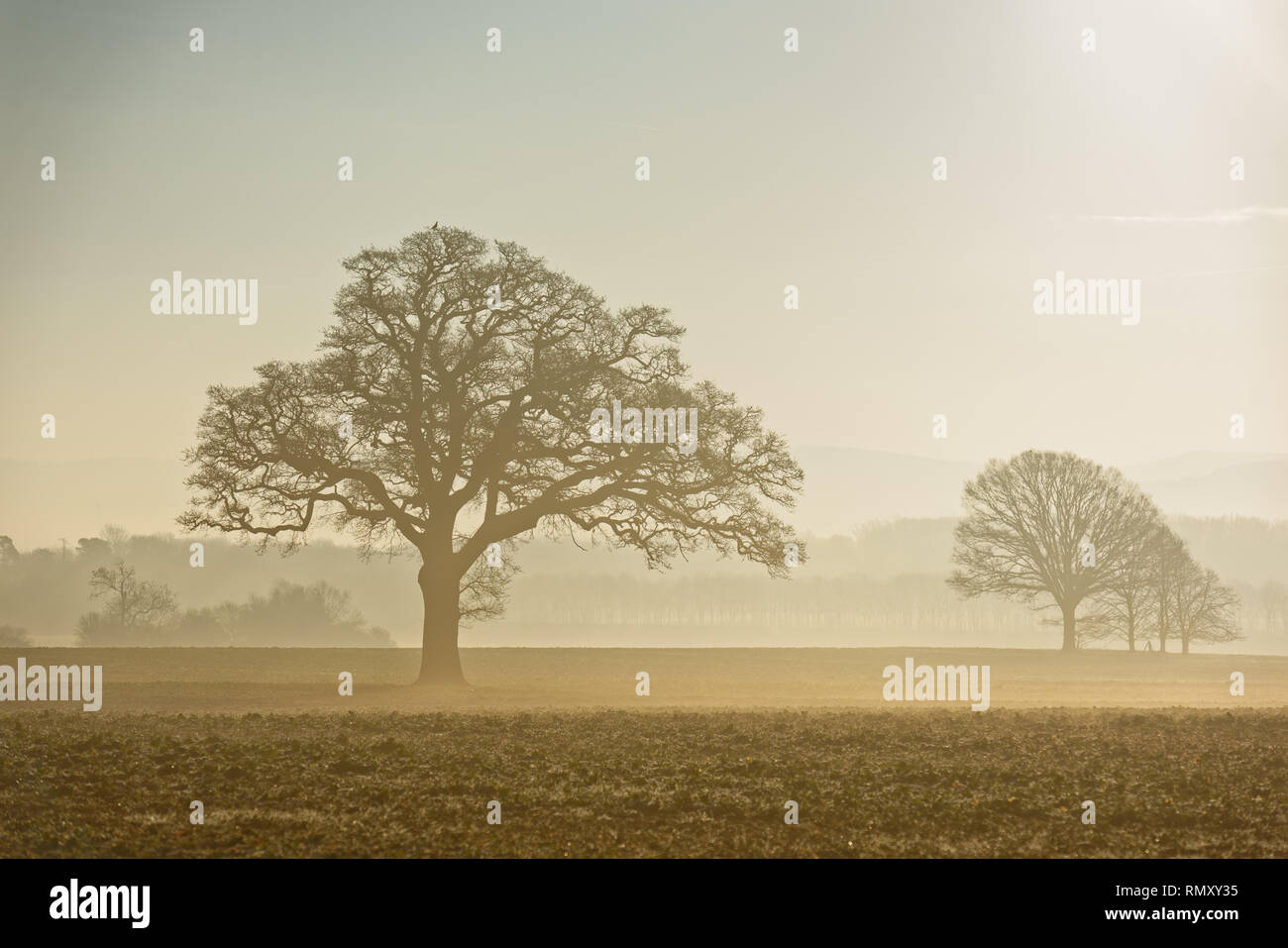 Perspectiva de hermosos árboles, campo vacío con la niebla de la mañana al amanecer. Foto de stock