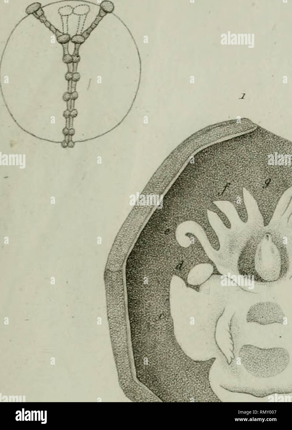 Los Annales Des Sciences Naturelles Ann De F Scu Nc Na 2 J Frir Zoo J Om S Pi O Por Favor Tenga En Cuenta Que Estas Imagenes Son Extraidas De La Pagina Escaneada Imagenes Que Podrian Haber Sido Mejoradas Digitalmente Para