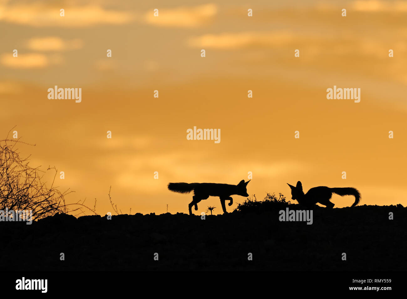 Cape zorros (Vulpes chama) siluetas contra un cielo naranja al amanecer, el desierto de Kalahari, Sudáfrica Foto de stock