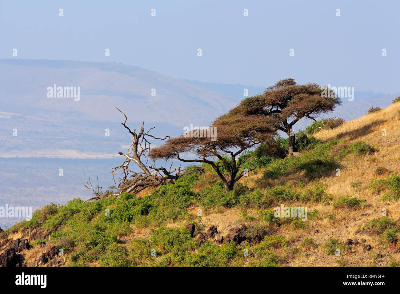 Paisaje con espina africano-árboles, Parque Nacional de Amboseli, Kenia Foto de stock