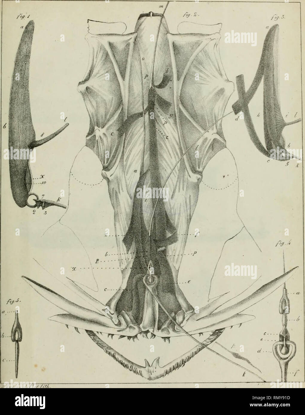 Los Annales Des Sciences Naturelles F Ir F R O S O Malos Diujik Por Favor Tenga En Cuenta Que Estas Imagenes Son Extraidas De La Pagina Escaneada Imagenes Que Podrian Haber