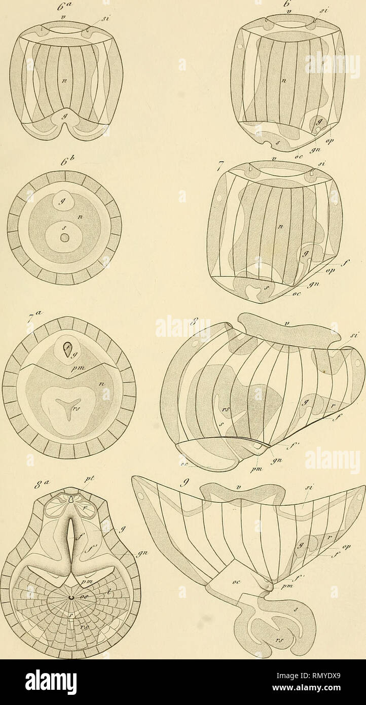 Yo Rair Fotos E Imagenes De Stock Alamy