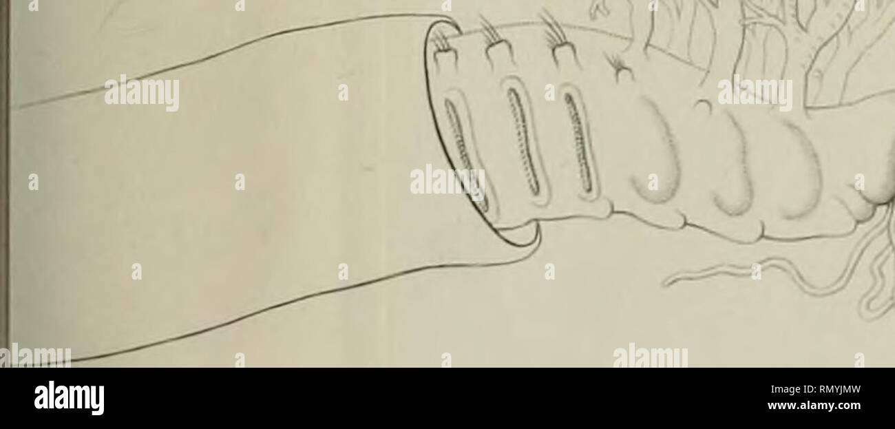 Los Annales Des Sciences Naturelles Jonaiy R F F I N3 Gt I I R V N A K Lufi Yh Cat E Ieau Tv Lt I E Aiue E Y I N P