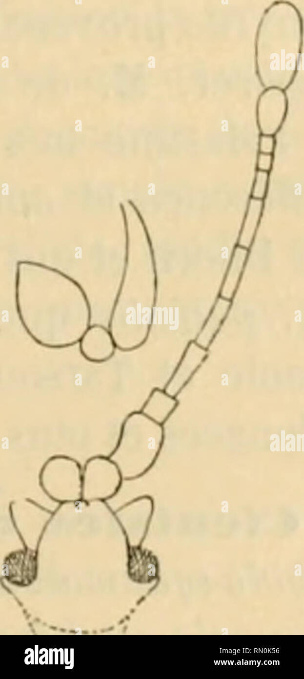 . Los Annales de la Société entomologique de France. Los insectos; Entomología. (460) ci'nci'n et riidildtinn ili Pr^claiiliiilrs. :Statiira CIcnisIis VM). C.orpus (/ri-xijinuno nniuloxion del setoso'oini. (Jiput anti'onuin raldr (lutjuHtntum, liibcirido (mtfnnurio iivi.iuiii'i'ir, bilobatu infirrrso, oculi imigni, puatice sili, genix iilrimin nririnif nntkc cl' (lufjuldlis (lihildlis. Piilpl iiuixilliires miiïiili, ijHiidri- n-l pulius Iri-ar- liruhilis iirlinilis inconspicuo, I, 2 snt r/v/X,así, chnif/dlo, Ici'iter iuciin'ii el npire onila cntfisiore, :i, j, nniininnln hrcviter ovnlo. Atih'niKtr eAnngi Foto de stock