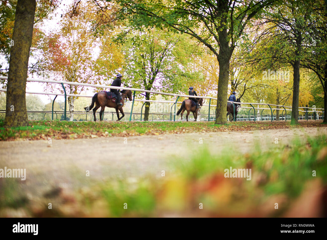 La formación de los jinetes tomar caballos en el galope en Newmarket una mañana de otoño Foto de stock