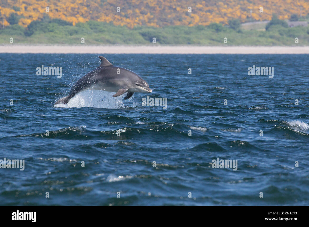 El delfín mular (Tursiops truncatus) saltando/quebrantar en el Moray Firth, punto Chanonry, Black Isle, Escocia, Reino Unido, Europa Foto de stock