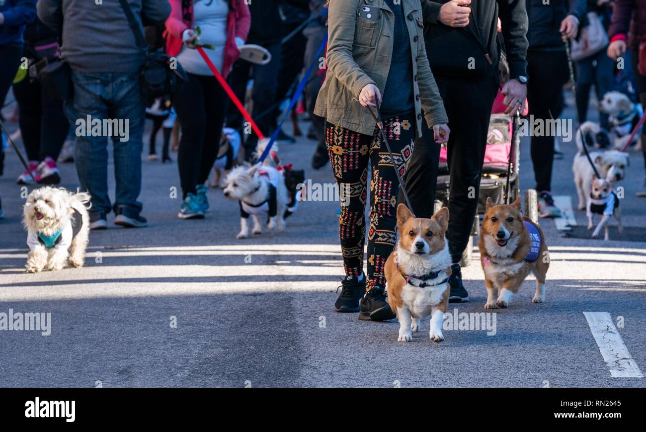 Los Angeles, Estados Unidos. 16 Feb, 2019. Los perros toman parte en animales domésticos se ejecute en Los Angeles Chinatown petardo ejecutar 2019 en Los Angeles, Estados Unidos, el 16 de febrero de 2019. Crédito: Qian Weizhong/Xinhua/Alamy Live News Foto de stock