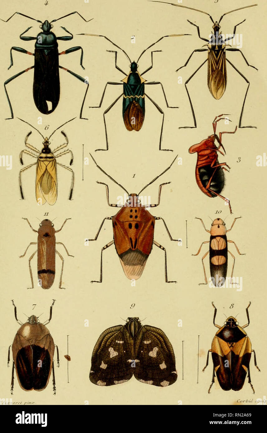 . Los Annales de la Société entomologique de France. Los insectos; Entomología. Annoir.. ,/R / S, rie TomfllilUCJtrU":,. Cori/o/inp/IIS Spiiioltr. Prta/OPS Bnraijuini . S/.)/. /,R<-<u(rii (I/x/onn/ui/ù. Su/, j'ailii/noiniis ofrl/nliis. Si</. Si)iiiii/tr iiiiKiiiti lu. Sùj. El cartn IJfiiitirU/Kv. Sifl. ~. jWoni'c/t/ioru hirolor. S. n /lùàlflS. g. Rii'iiniii sc.inuitulata. lo. Tet/II/onia bisc//alit. ij. Il l'crimiaiui.. Por favor tenga en cuenta que estas imágenes son extraídas de la página escaneada imágenes que podrían haber sido mejoradas digitalmente para mejorar la legibilidad, la coloración y el aspecto de estas ilustraciones ma Foto de stock