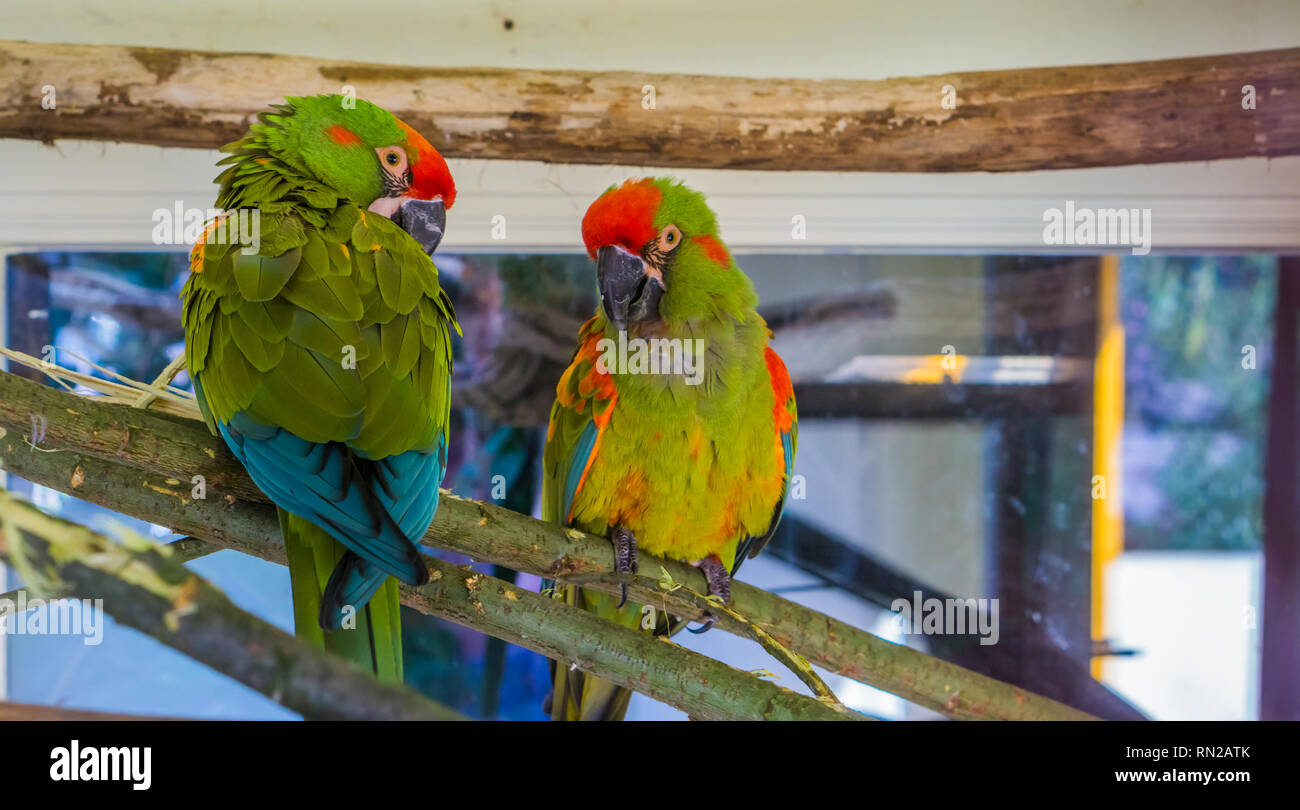 Fachada roja dos loros guacamayos sentados juntos en una rama, tropical y aves críticamente amenazadas de Bolivia Foto de stock