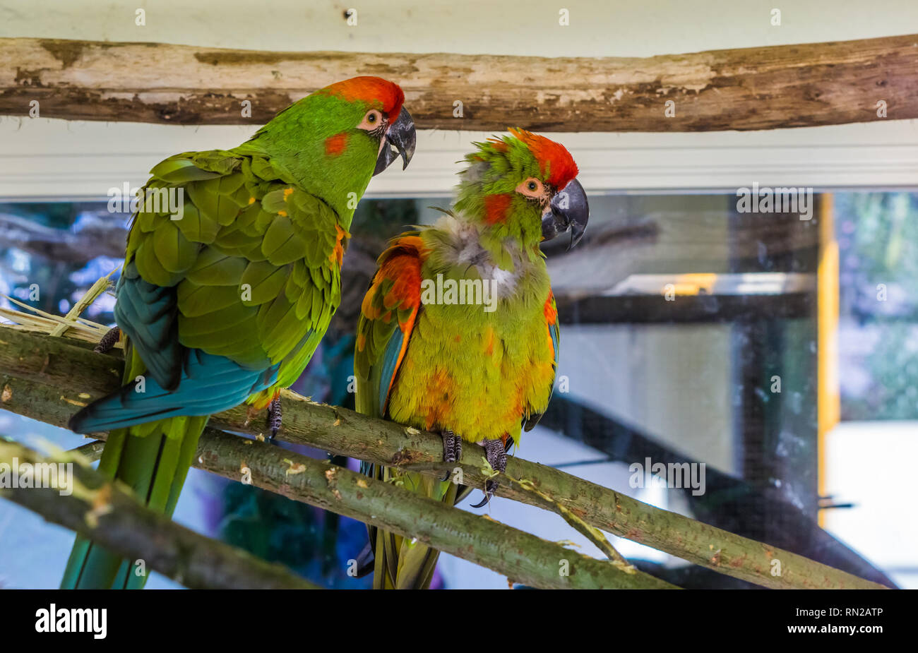 Dos gracioso fachada roja loros guacamayos sentados juntos en una rama, tropical y aves críticamente amenazadas de Bolivia Foto de stock