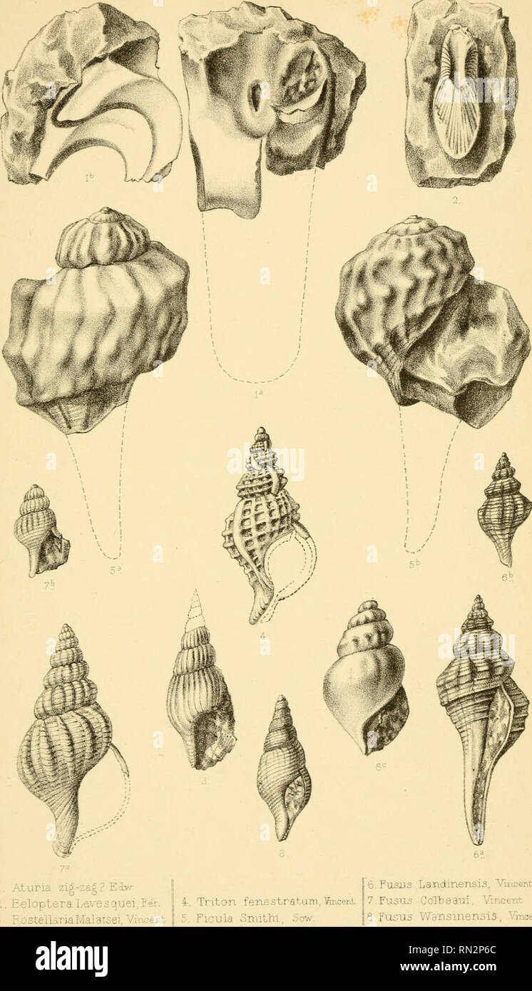 Los Annales De La Societe Malacologique De Belgique Moluscos Zoologia Jc Y Ocj Tm Jt Nr Nr7j Ri Gt N X F 7s Pj Zig Zag Aturia Eivr Eelopteralavesquei Fer 3 O Stellariamal Aisei Vin Ent 4 Triton Wncent Fensstratum O Fusiis