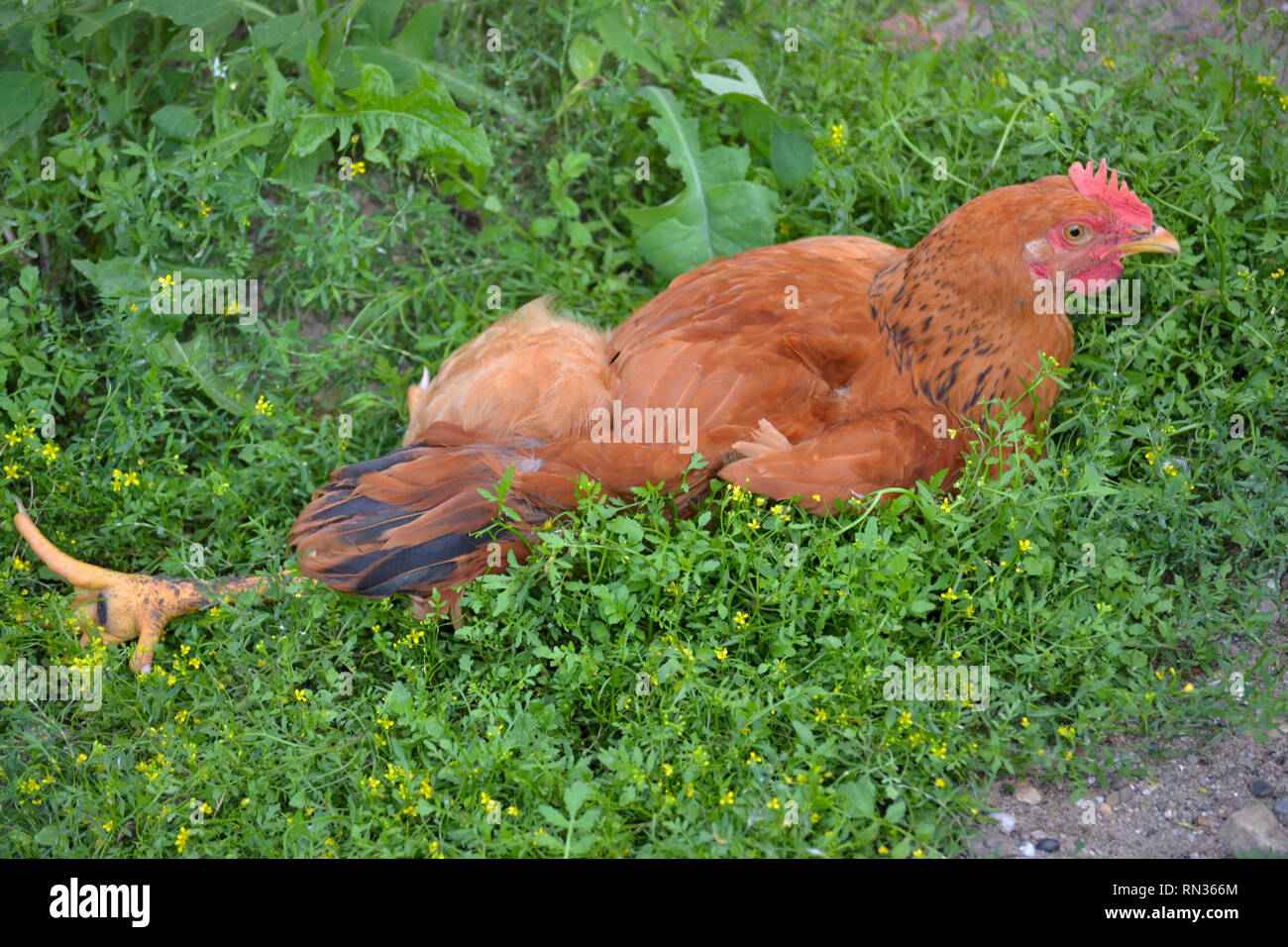 Pollo pardo tumbado en la hierba en el día de verano caliente, lechuza doméstica, gallus gallus domesticus Foto de stock