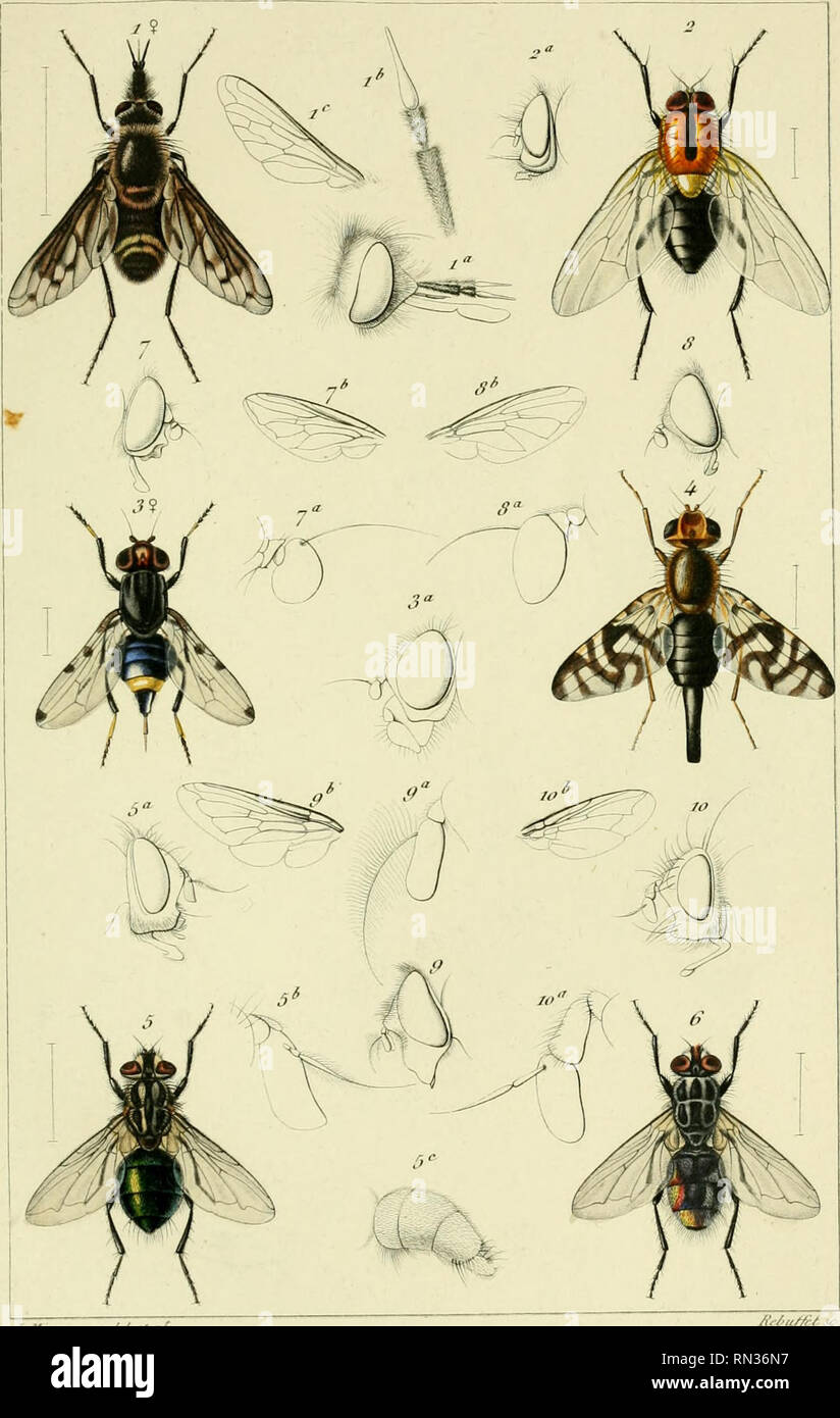 Los Annales De La Societe Entomologique De France Los Insectos Entomologia J T Tauv Tu Fa Sociefc Cn I Mjlfl Ue De T Ra Hielo Lome Rjiaoy Sfseru Fl 7 L I I Gt I Gt I S Iir I Ir I I S T I Fru It R I J M Gt S I C 7
